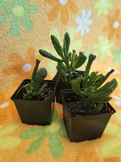 Crassula ovata ( Hobbit ) - Зображення 4