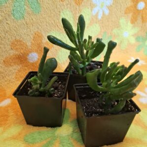 Crassula ovata ( Hobbit )