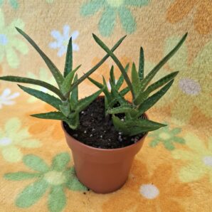 Aloe Juvenna