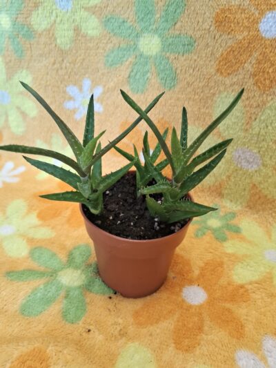 Aloe Juvenna