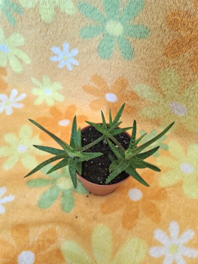 Aloe Juvenna - Зображення 3