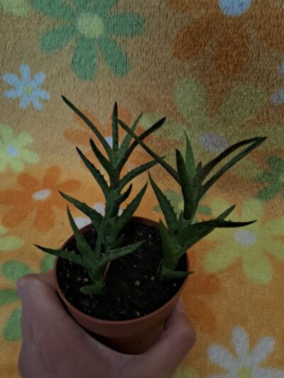 Aloe Juvenna - Зображення 2