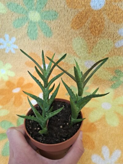 Aloe Juvenna - Зображення 5