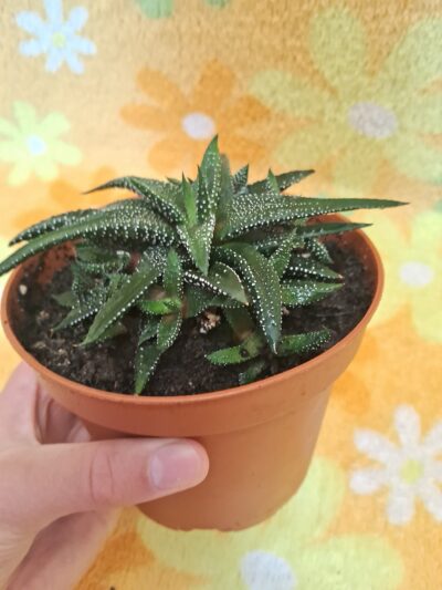 Haworthia attenuata - Зображення 2