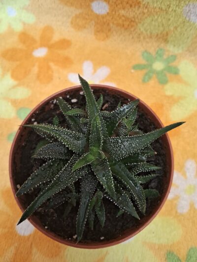 Haworthia attenuata - Зображення 3