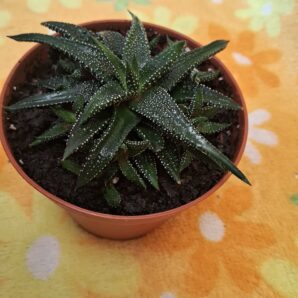 Haworthia attenuata