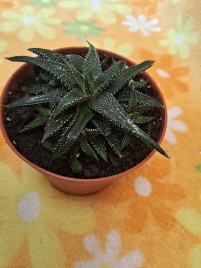 Haworthia attenuata