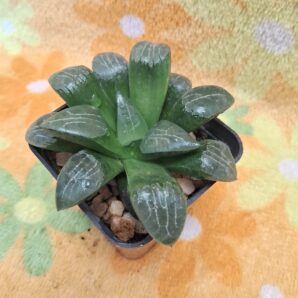 Haworthia bayeri