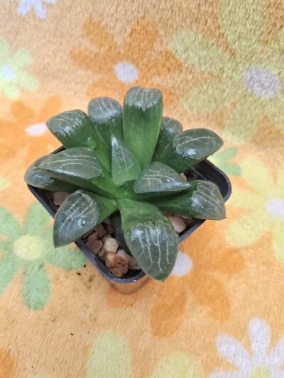 Haworthia bayeri