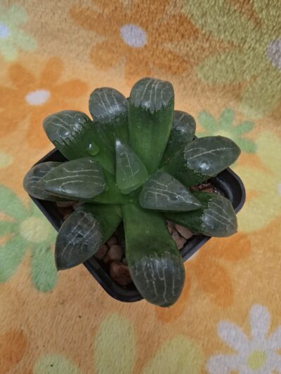 Haworthia bayeri - Зображення 2
