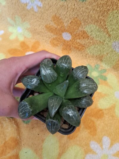 Haworthia bayeri - Зображення 3