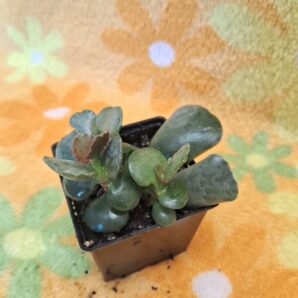 Adromischus соореri