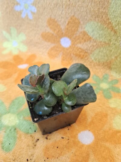 Adromischus соореri