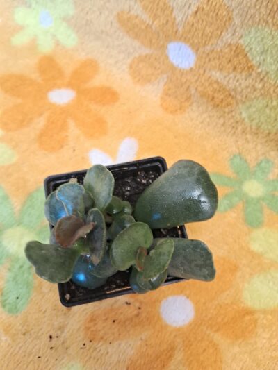 Adromischus соореri - Зображення 4
