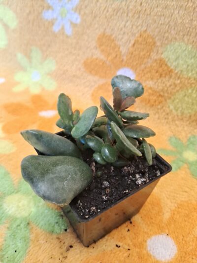 Adromischus соореri - Зображення 2