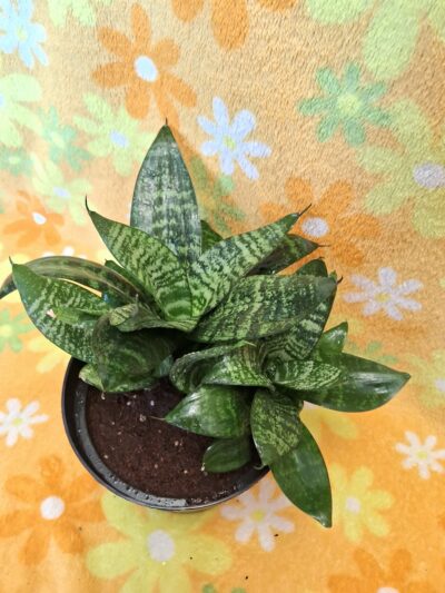 Sansevieria trifasciata - Зображення 5