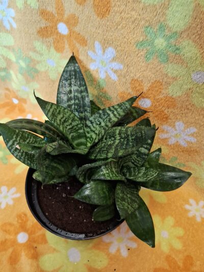 Sansevieria trifasciata - Зображення 4