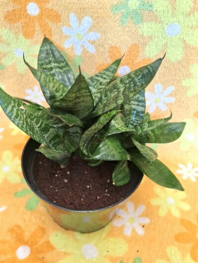 Sansevieria trifasciata - Зображення 3