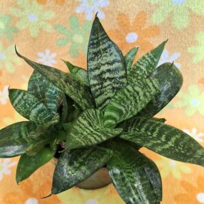 Sansevieria trifasciata