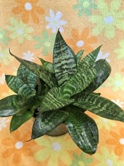 Sansevieria trifasciata