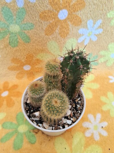 Notocactus leninghausii - Зображення 2