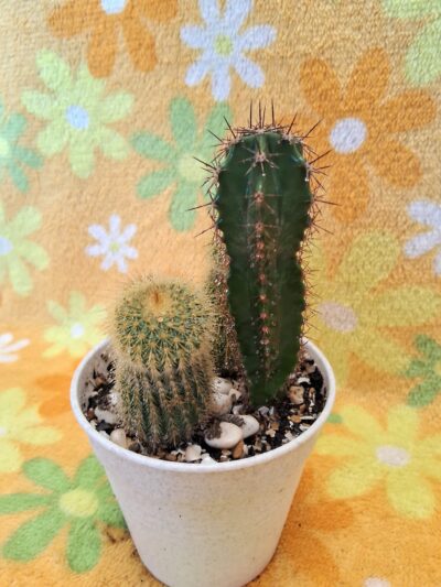 Notocactus leninghausii - Зображення 3