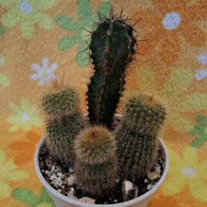 Notocactus leninghausii