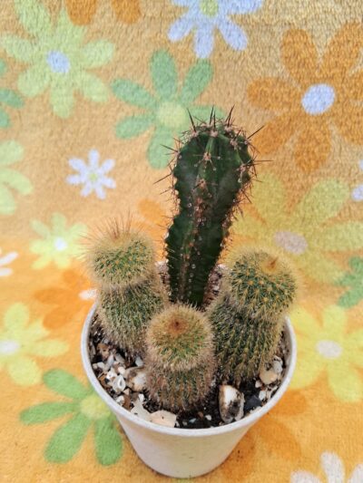 Notocactus leninghausii - Зображення 5
