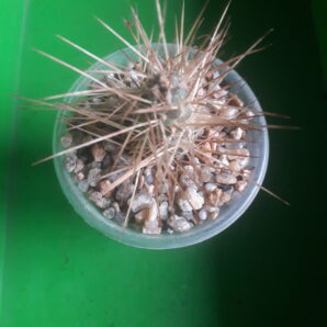 Tephrocactus weberi