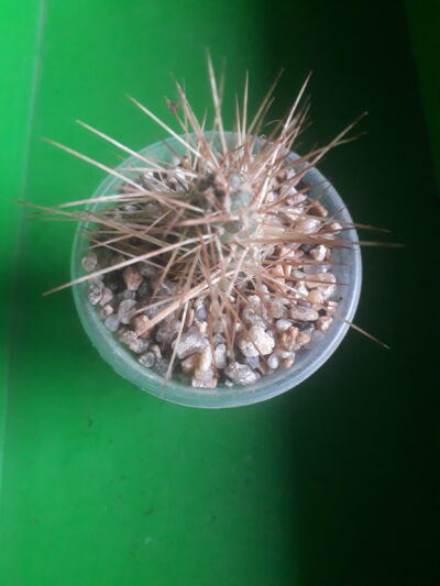 Tephrocactus weberi