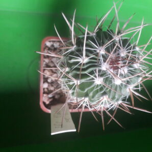 Echinofossulocactus lloydi