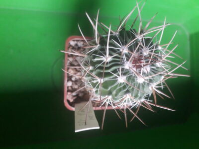 Echinofossulocactus lloydi