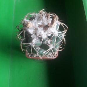 Coryphantha garessii