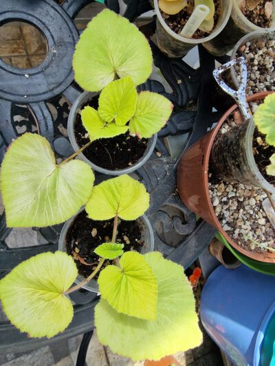 Pelargonium cordifolium Donn's Goldstrike - Зображення 3
