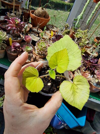 Pelargonium cordifolium Donn's Goldstrike - Зображення 2