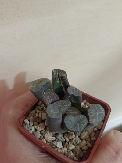 Haworthia Maughanii Variegata - Зображення 3