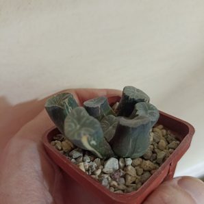 Haworthia Maughanii Variegata