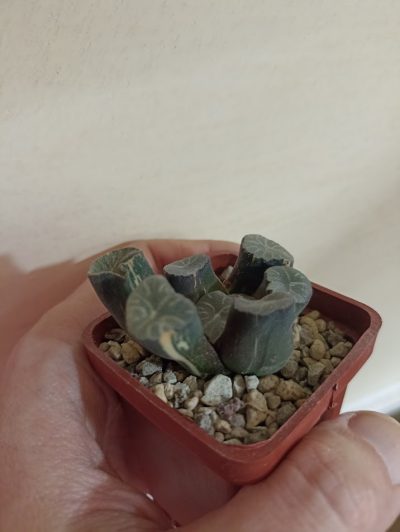 Haworthia Maughanii Variegata