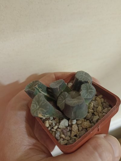 Haworthia Maughanii Variegata - Зображення 2