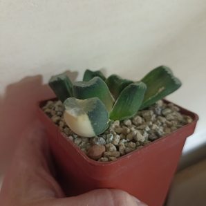 Haworthia Maughanii Variegata