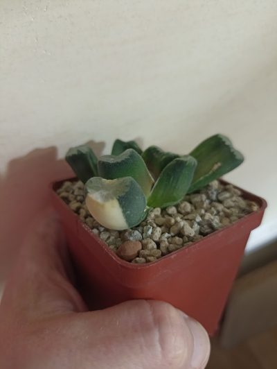 Haworthia Maughanii Variegata