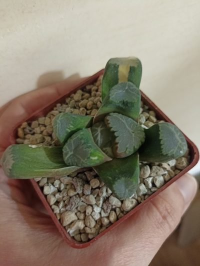 Haworthia Maughanii Variegata - Зображення 2