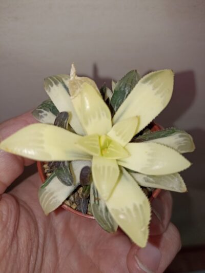 Haworthia heidelbergensis variegated - Зображення 3
