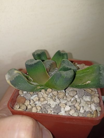 Haworthia Maughanii Variegata - Зображення 3