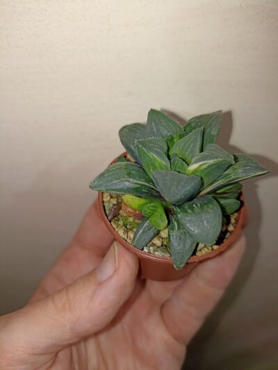 Haworthia heidelbergensis variegated - Зображення 2