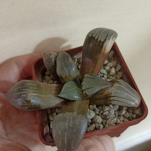 Haworthia Correcta Variegata