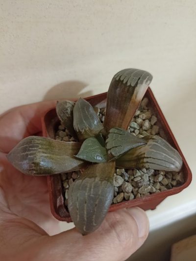 Haworthia Correcta Variegata