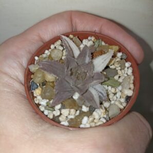 Haworthia Decipiens Variegated
