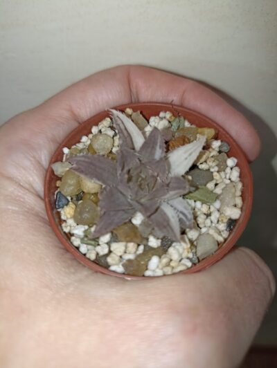 Haworthia Decipiens Variegated