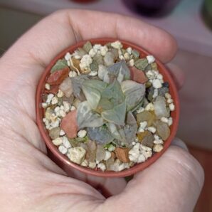 Haworthia Paradise Flower Variegata